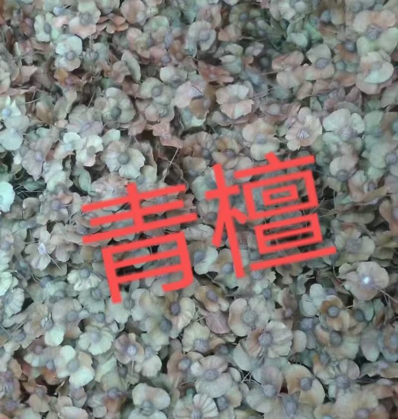 青檀树种子。必须是新鲜的青檀种子才有芽率。良心商家不坑农