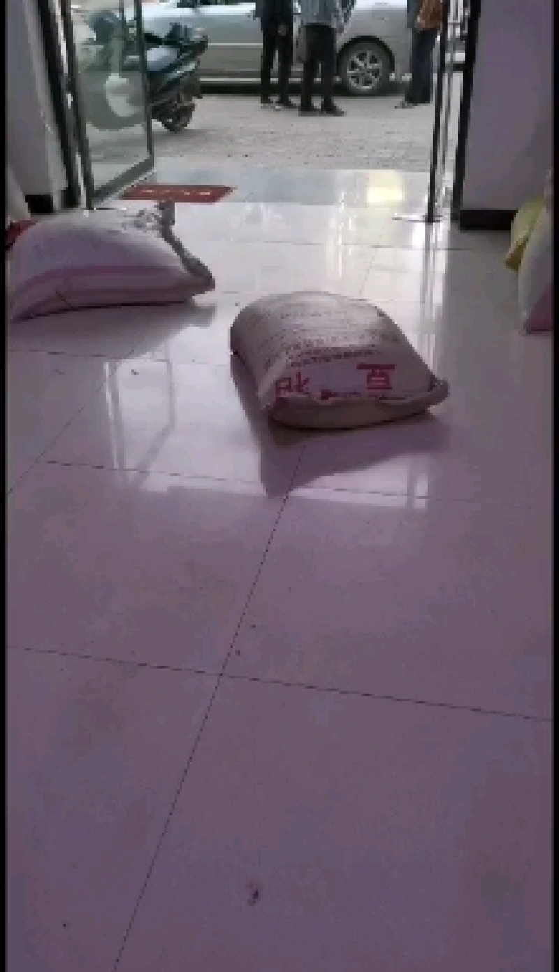 青檀树种子。必须是新鲜的青檀种子才有芽率。良心商家不坑农