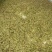 青檀树种子。必须是新鲜的青檀种子才有芽率。良心商家不坑农