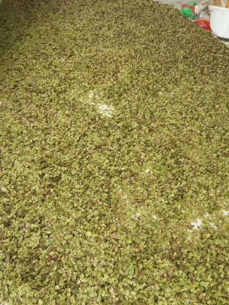 青檀树种子。必须是新鲜的青檀种子才有芽率。良心商家不坑农