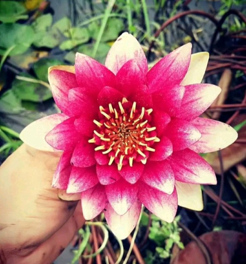 睡莲花色齐全包品种包质量欢迎采购，大小规格都有