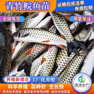 【全国供应】青竹鲩鱼苗军鱼苗光倒刺鲃鱼苗淡水养殖