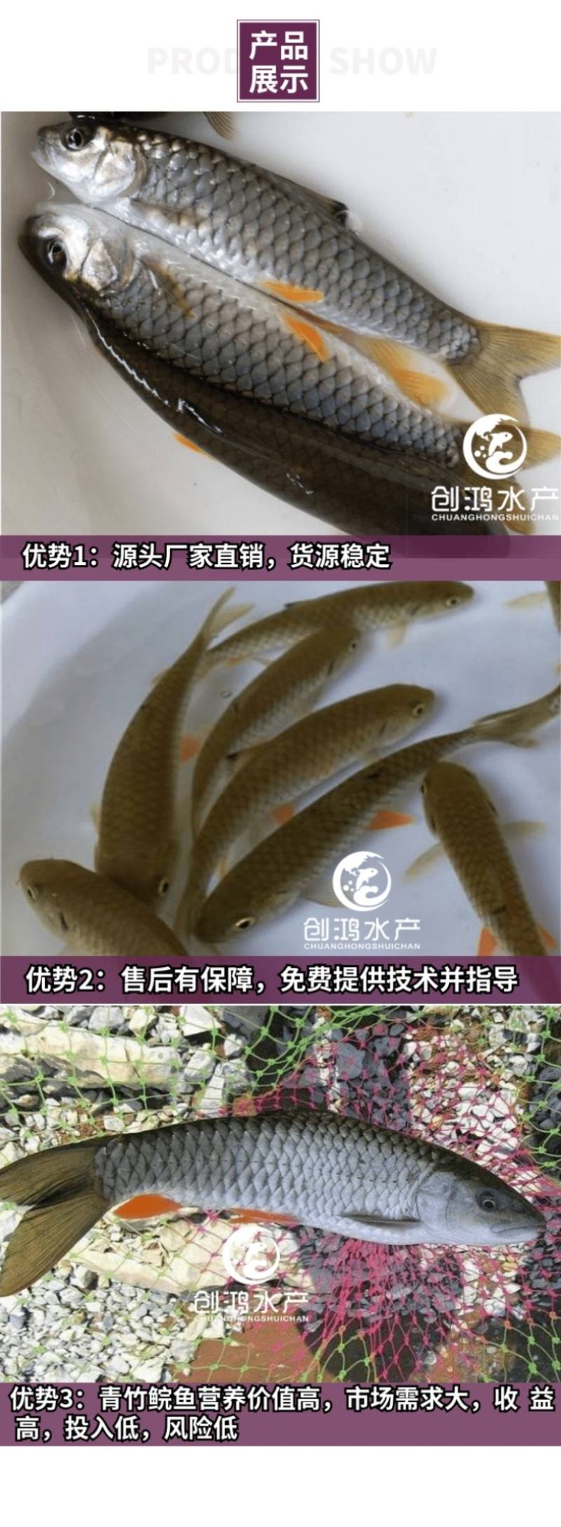 【全国供应】青竹鲩鱼苗军鱼苗光倒刺鲃鱼苗淡水养殖