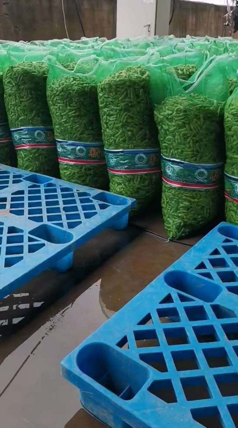 开心绿毛豆-基地直供-保证质量-货源充足
