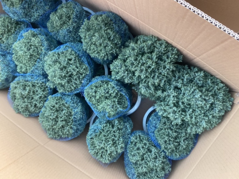 雾松蓬莱松雪松球型雾凇观叶植物，基地直发