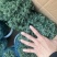 雾松蓬莱松雪松球型雾凇观叶植物，基地直发