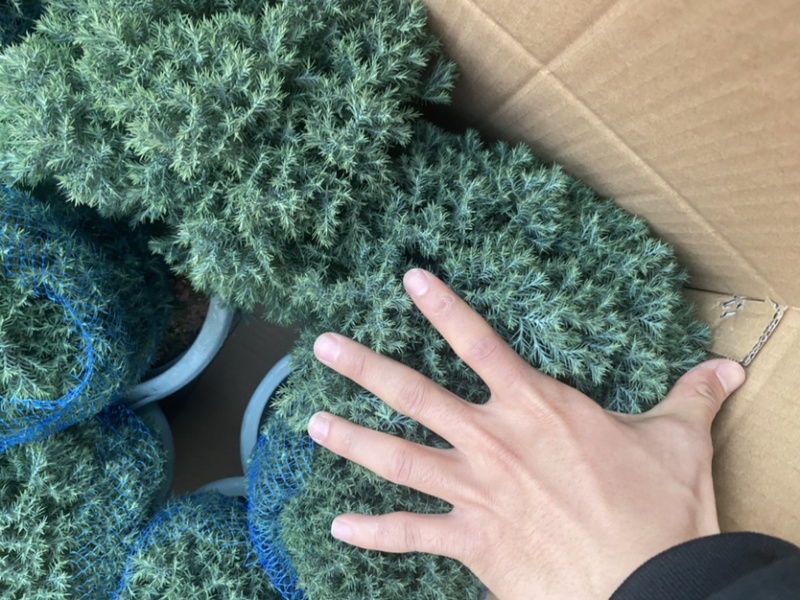 雾松蓬莱松雪松球型雾凇观叶植物，基地直发