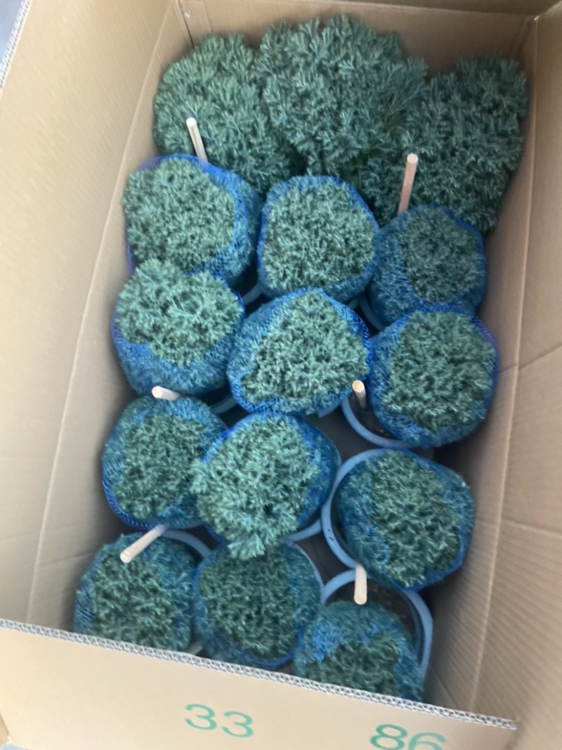 雾松蓬莱松雪松球型雾凇观叶植物，基地直发