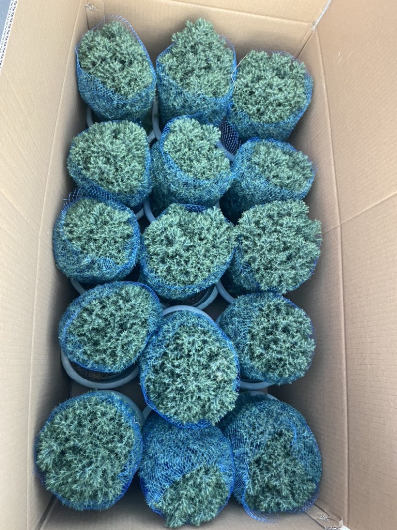雾松蓬莱松雪松球型雾凇观叶植物，基地直发