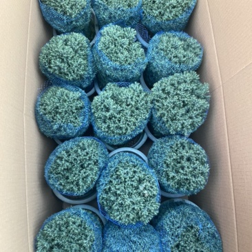 雾松蓬莱松雪松球型雾凇观叶植物，基地直发