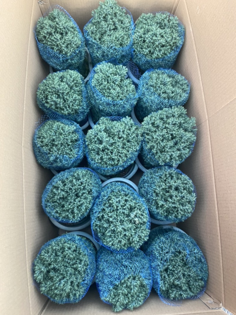 雾松蓬莱松雪松球型雾凇观叶植物，基地直发