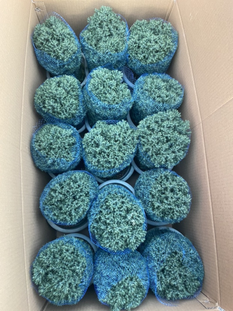 雾松蓬莱松雪松球型雾凇观叶植物，基地直发