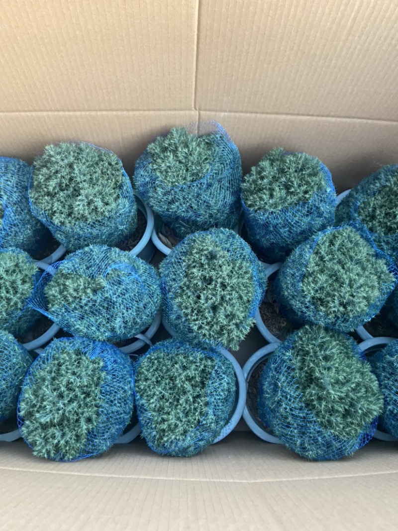 雾松蓬莱松雪松球型雾凇观叶植物，基地直发