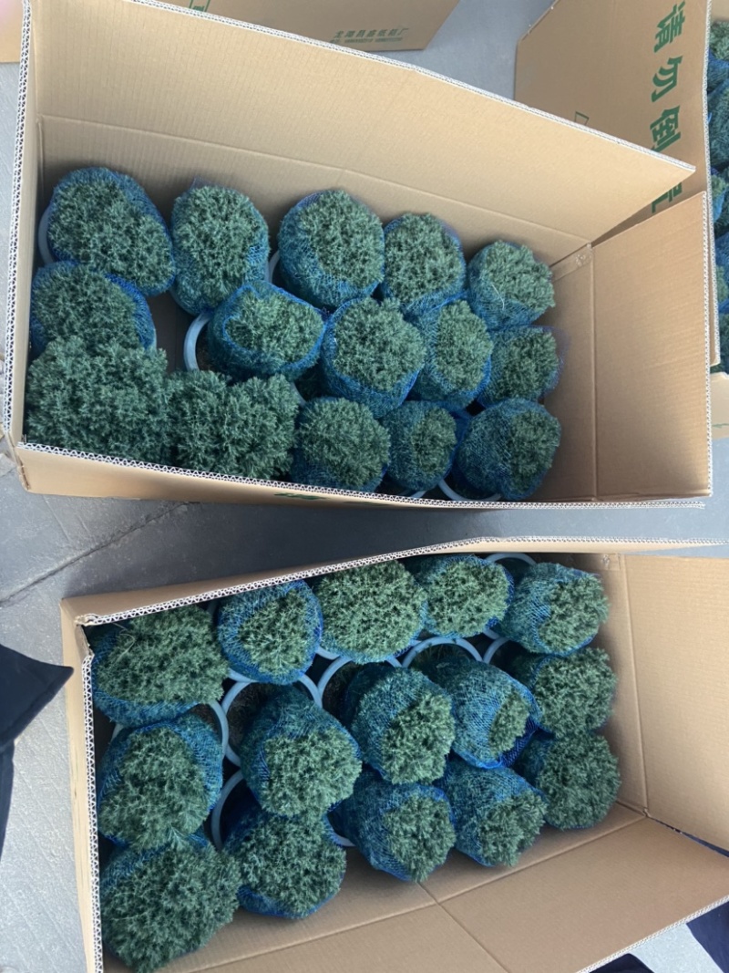 雾松蓬莱松雪松球型雾凇观叶植物，基地直发