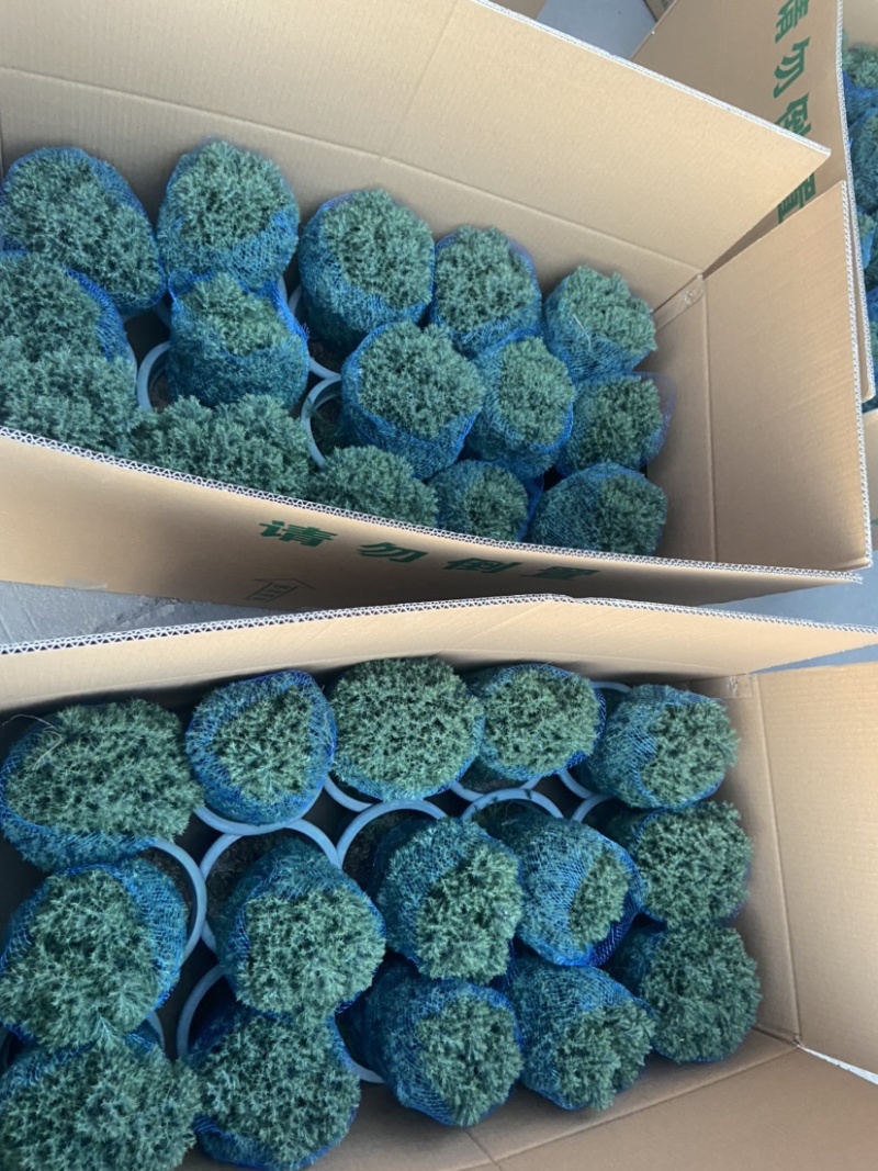 雾松蓬莱松雪松球型雾凇观叶植物，基地直发