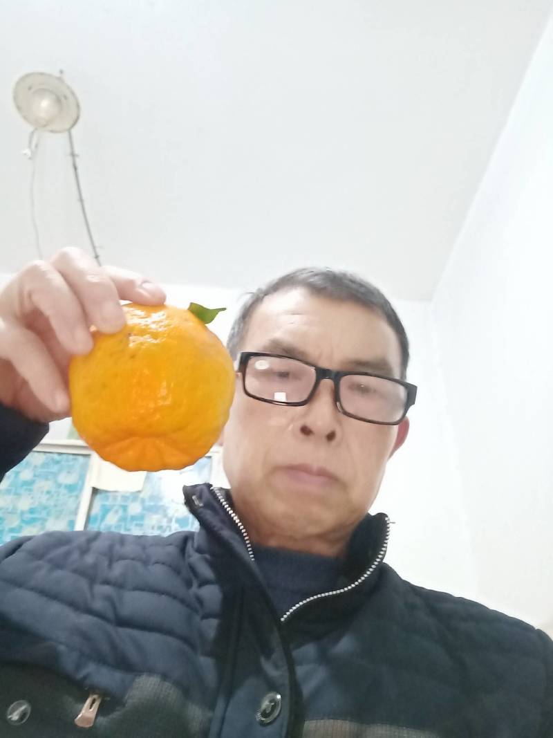 椪柑苗，柑橘苗，新品种无剌椪柑苗，果大味甜。