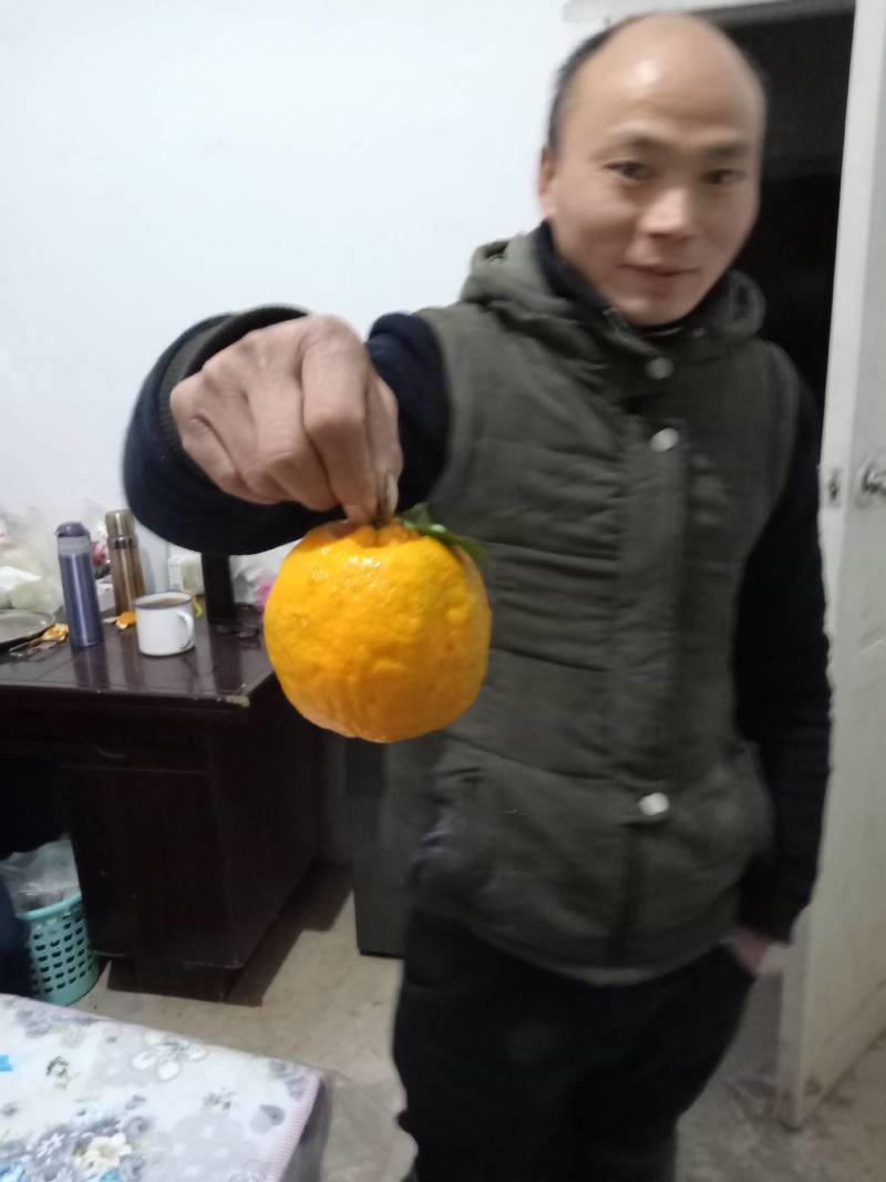 椪柑苗，柑橘苗，新品种无剌椪柑苗，果大味甜。