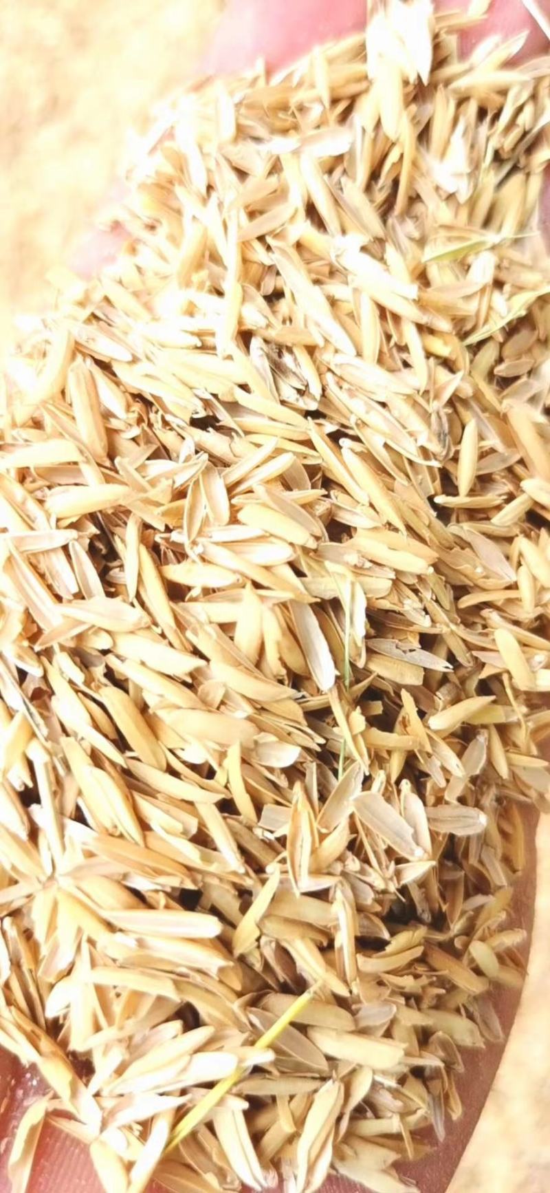 新厂生产出售除尘稻壳压缩稻壳量大从优可开增值税发票