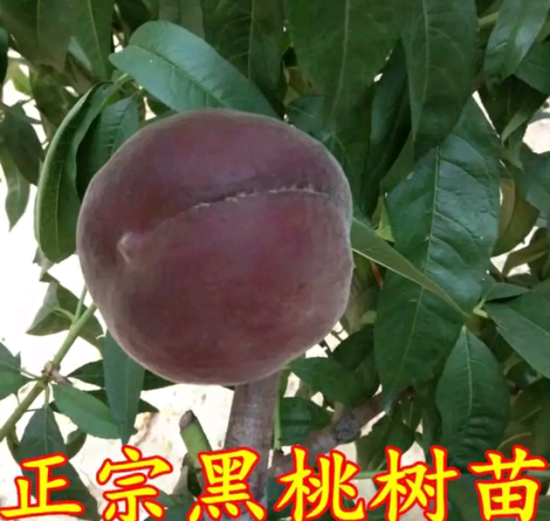 新品种黑桃皇后桃树苗《速生生长结果快》成活率高