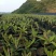 云贵高山杜鹃（迷人杜鹃品种）小苗