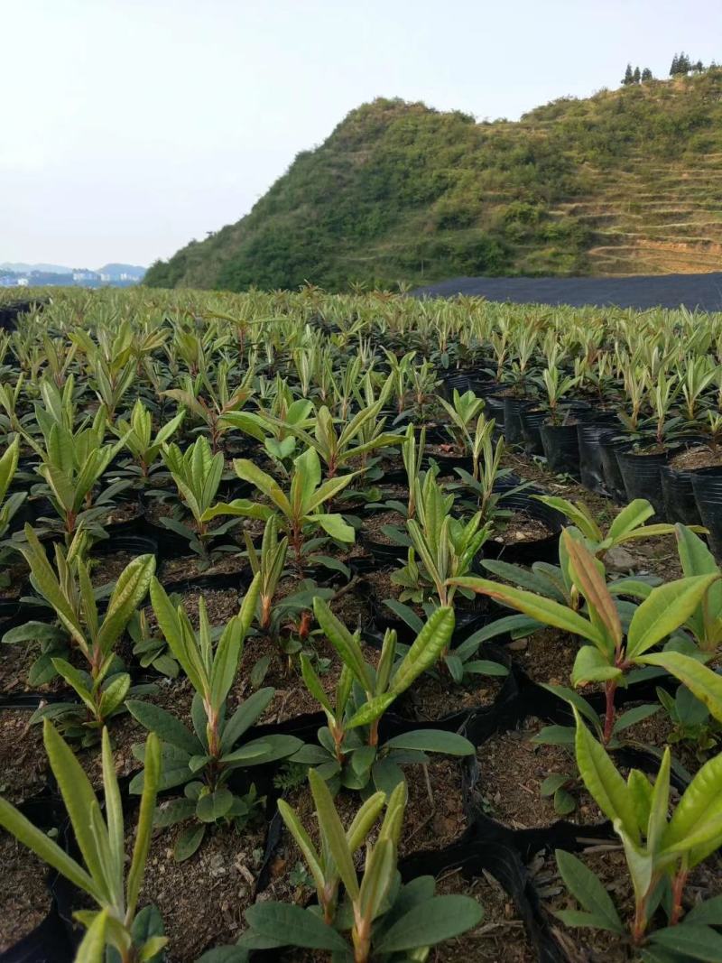 云贵高山杜鹃（迷人杜鹃品种）小苗
