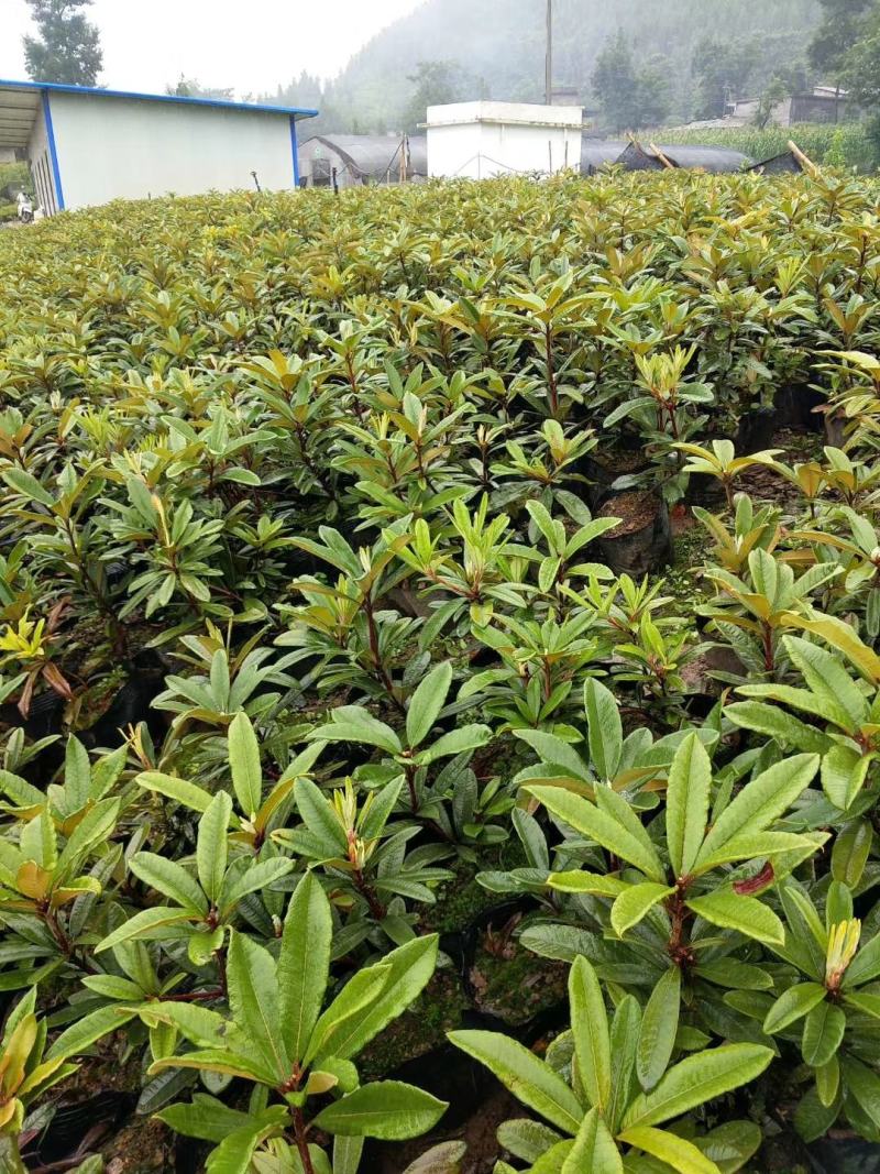云贵高山杜鹃（迷人杜鹃品种）小苗