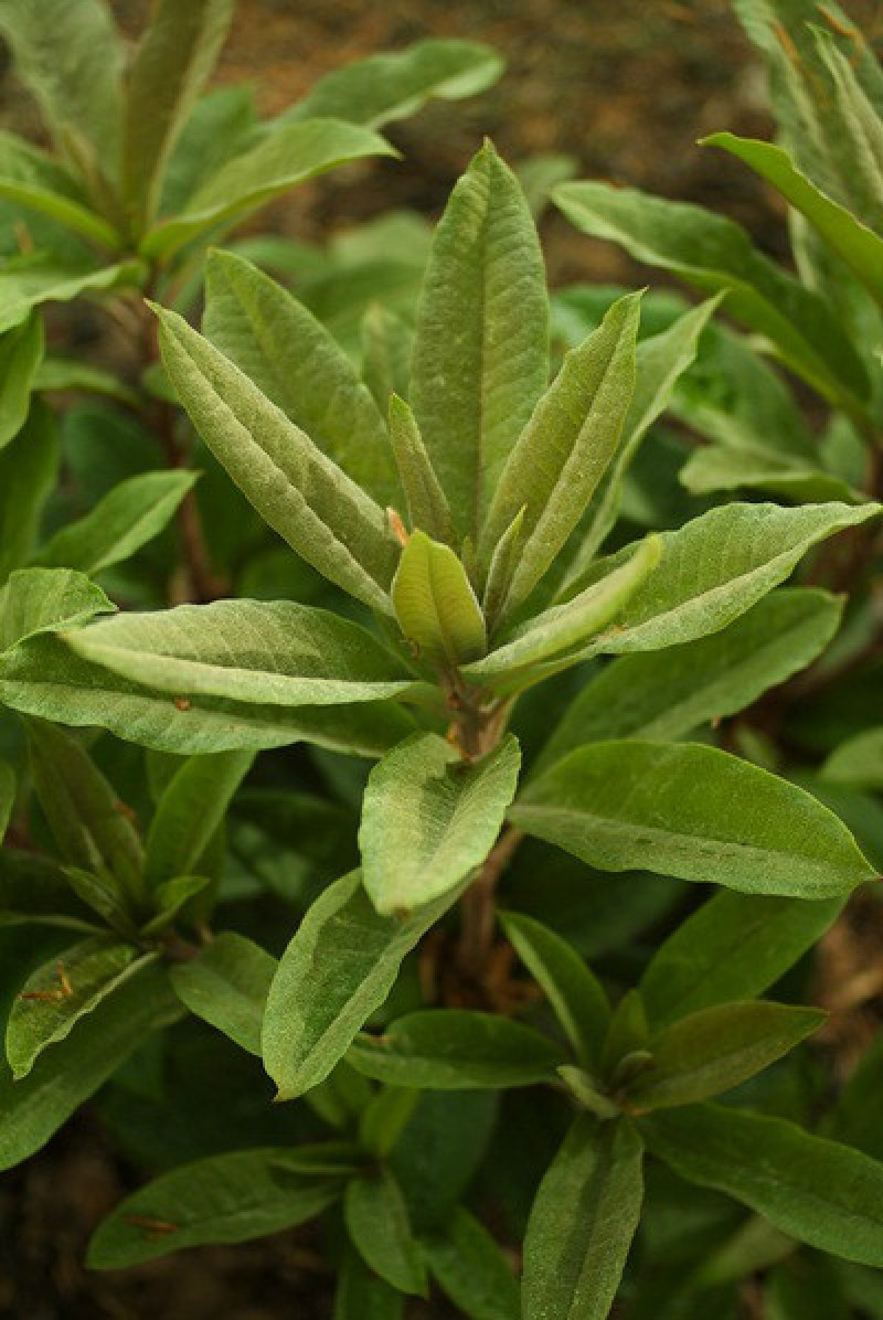 云贵高山杜鹃（迷人杜鹃品种）小苗