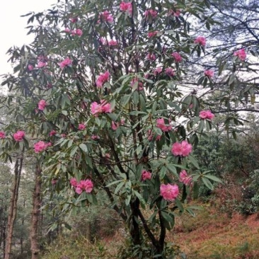 云贵高山杜鹃（迷人杜鹃品种）小苗