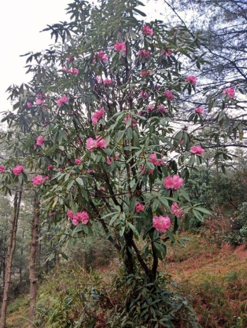 云贵高山杜鹃（迷人杜鹃品种）小苗