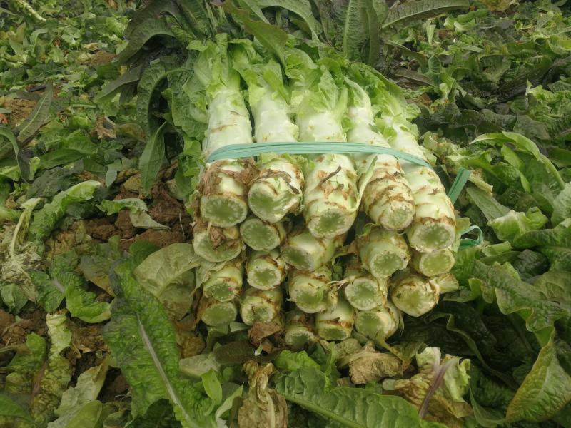 大量莴笋上市啦0.7～0.9订货现货都有