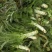 大量莴笋上市啦0.7～0.9订货现货都有