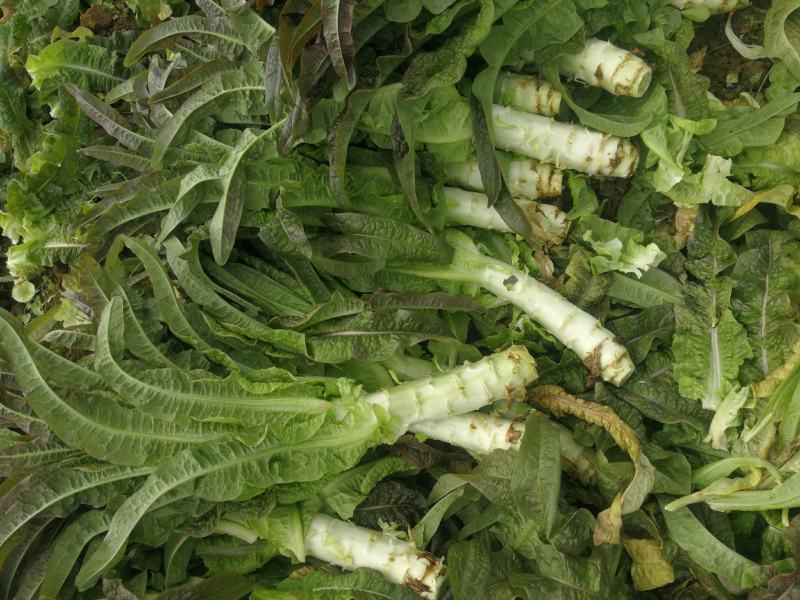 大量莴笋上市啦0.7～0.9订货现货都有