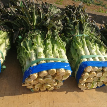 大量莴笋上市啦0.7～0.9订货现货都有