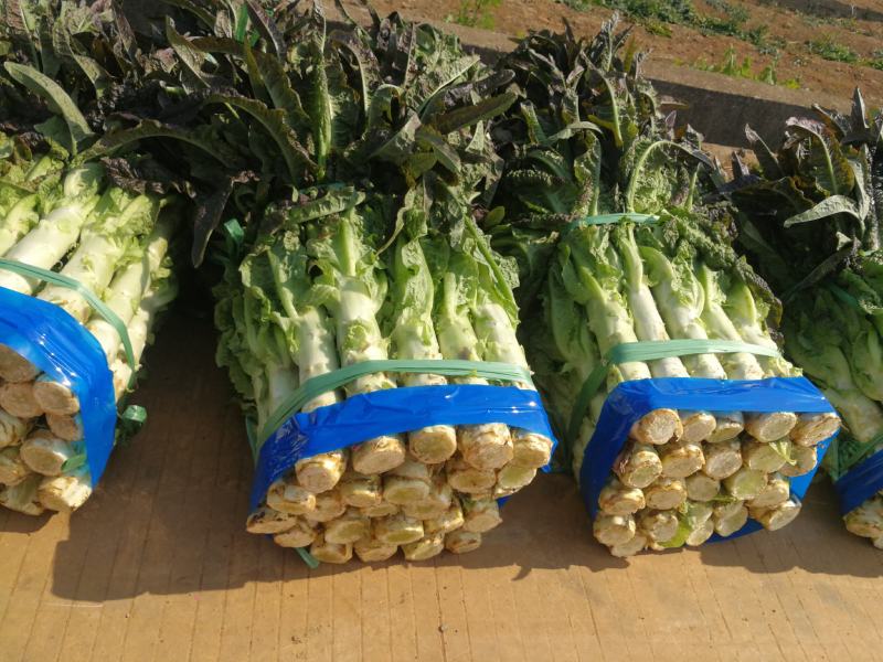 大量莴笋上市啦0.7～0.9订货现货都有