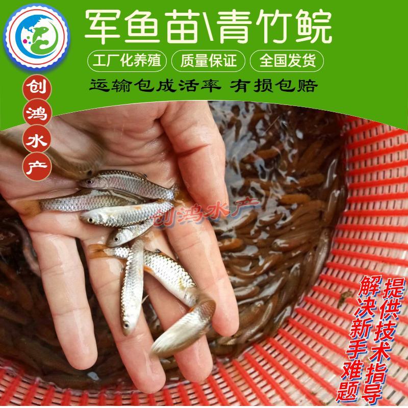 【特价批发】优质青竹鲩鱼苗光倒刺鲃鱼苗军鱼苗