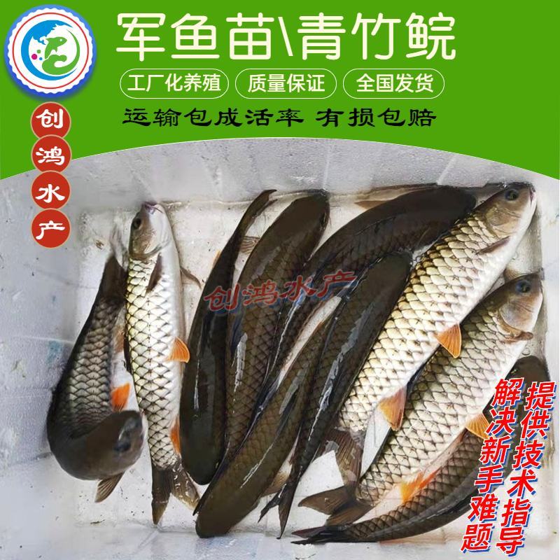【特价批发】优质青竹鲩鱼苗光倒刺鲃鱼苗军鱼苗