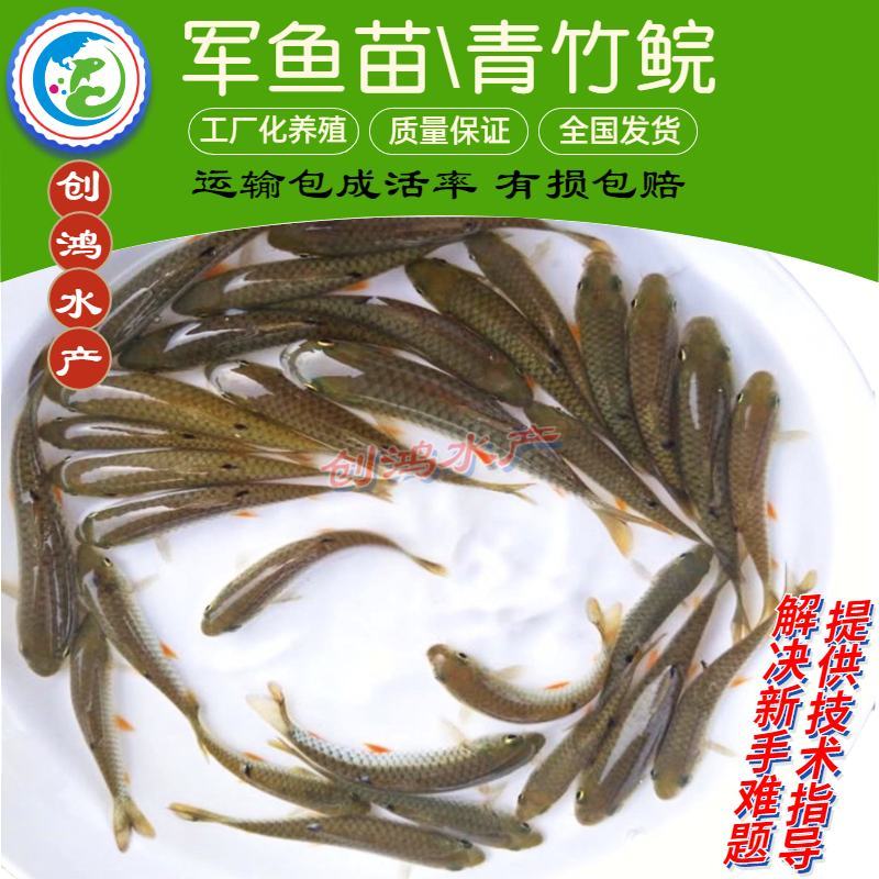 【特价批发】优质青竹鲩鱼苗光倒刺鲃鱼苗军鱼苗