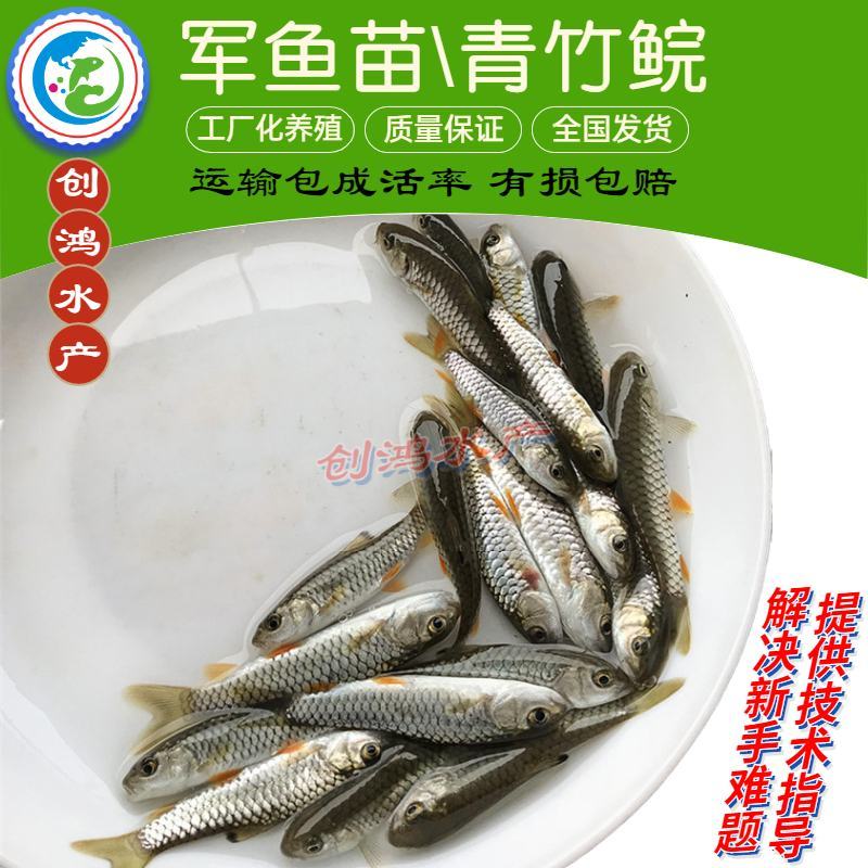 【特价批发】优质青竹鲩鱼苗光倒刺鲃鱼苗军鱼苗