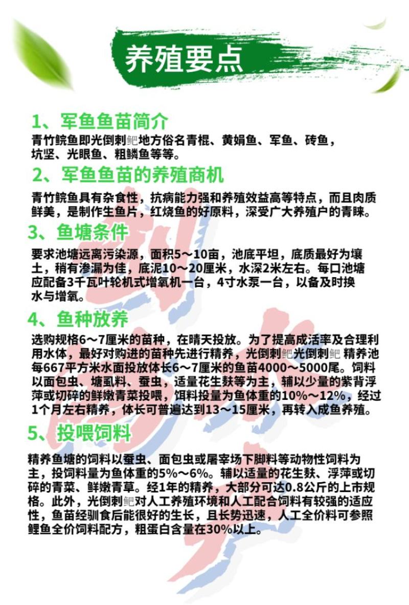 【特价批发】优质青竹鲩鱼苗光倒刺鲃鱼苗军鱼苗
