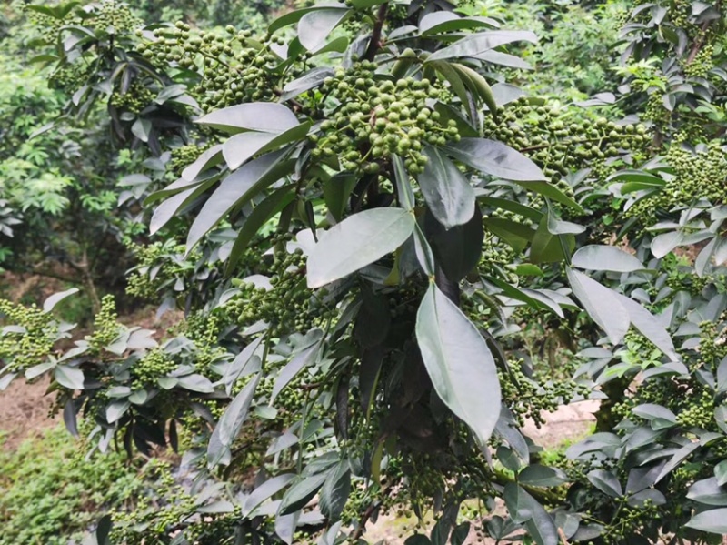 藤椒苗，花椒苗，嫁接无刺藤椒营养杯苗，丹棱正宗无刺藤椒，