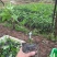 藤椒苗，花椒苗，嫁接无刺藤椒营养杯苗，丹棱正宗无刺藤椒，