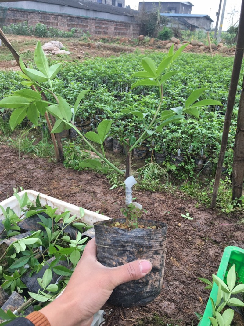 藤椒苗，花椒苗，嫁接无刺藤椒营养杯苗，丹棱正宗无刺藤椒，