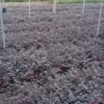 红花继木。茶梅小叶栀子金圣毛鹃
