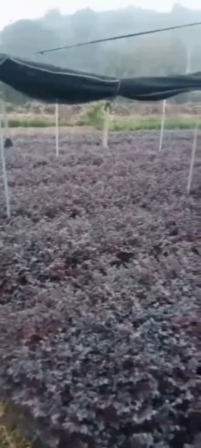 红花继木。茶梅小叶栀子金圣毛鹃