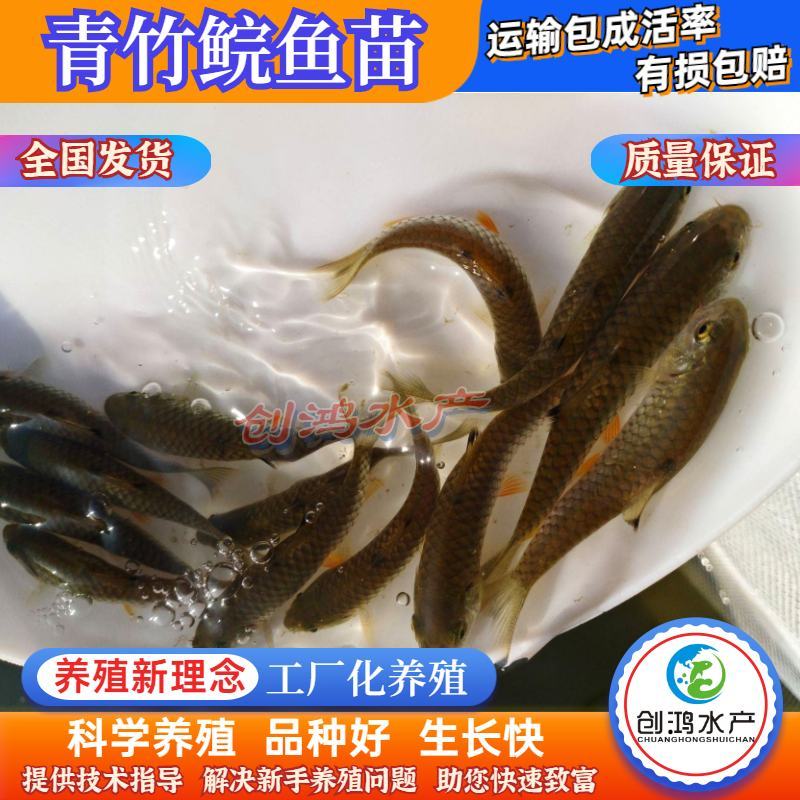 【淡水养殖】优质青竹鲩鱼苗光倒刺鲃鱼苗军鱼苗