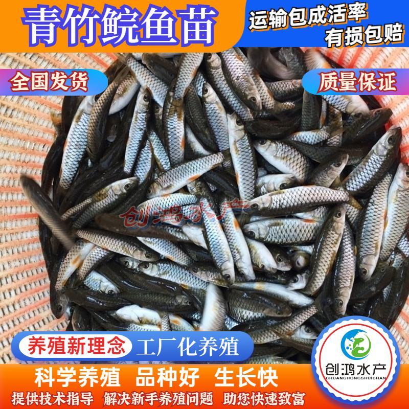 【特价批发】优质青竹鲩鱼苗光倒刺鲃鱼苗军鱼苗