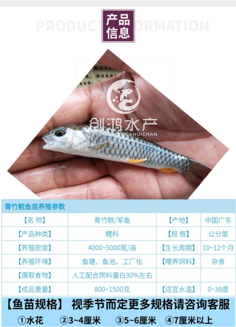 【特价批发】优质青竹鲩鱼苗光倒刺鲃鱼苗军鱼苗