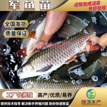 【全国供应】青竹鲩鱼苗军鱼苗光倒刺鲃鱼苗淡水养殖