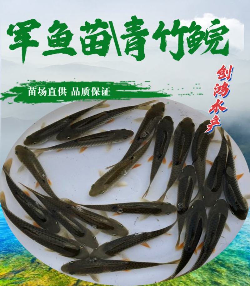 【全国供应】青竹鲩鱼苗军鱼苗光倒刺鲃鱼苗淡水养殖