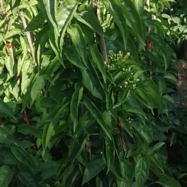 炮仗花种植基地各种规格齐全现货低价批发